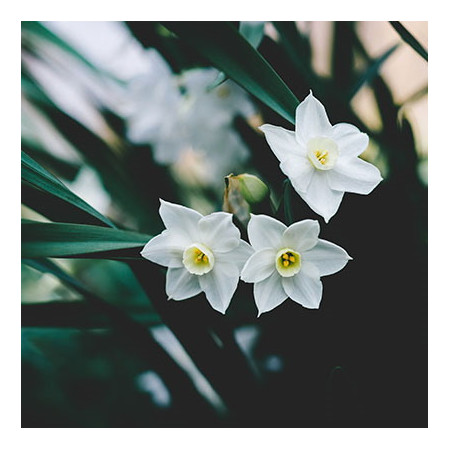 Kvapioji žvakė Cereria Molla Tuberose & Jasmine 600 g